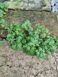 砖头缝里的小野花