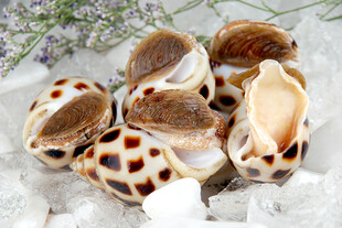 东风螺花螺甜螺