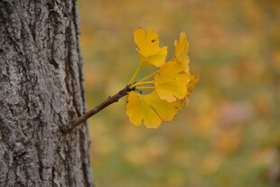 秋天银杏
