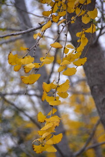 秋天银杏