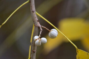 白色果实乌桕
