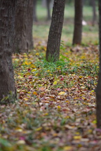 秋天落叶