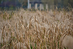 秋天的芦苇 