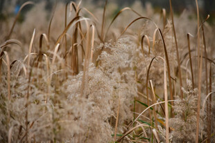 秋天的芦苇  