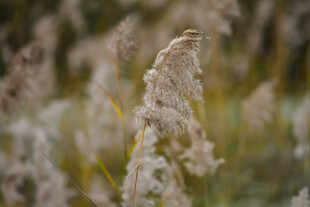 秋天的芦苇 