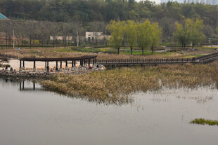 湿地公园的芦苇 