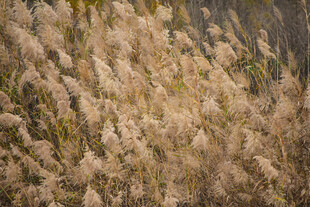 秋天的芦苇  电脑壁纸  素材
