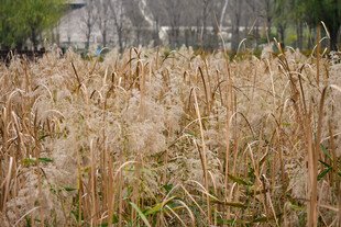 秋天的芦苇