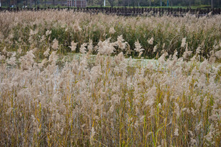 秋天的芦苇