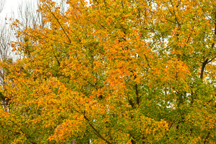 秋天红色落叶子