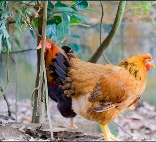 散养鸡