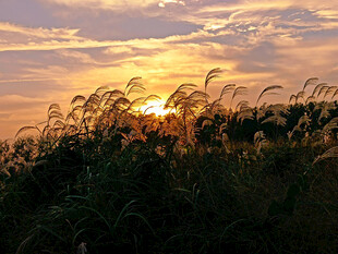 芦花夕阳剪影 