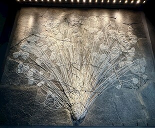 天津海洋馆展品欣赏