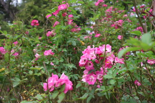 七姊妹蔷薇花