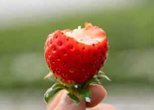 草莓