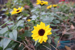 小向日葵