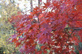 红枫