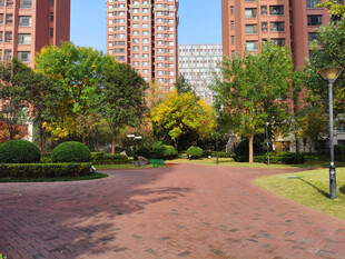 小区绿化小树林  