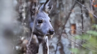 克什米尔麝香鹿