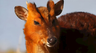 克什米尔麝香鹿