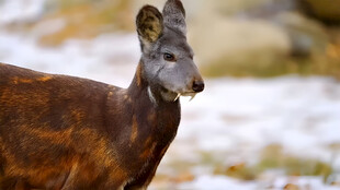 克什米尔麝香鹿