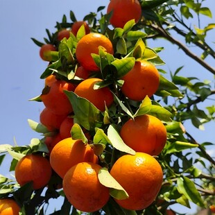 柑橘栽培