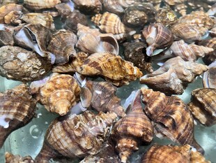 海螺