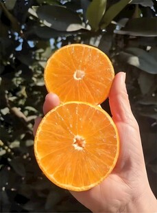 柑橘