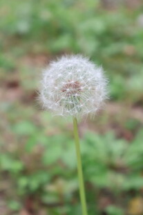 蒲公英