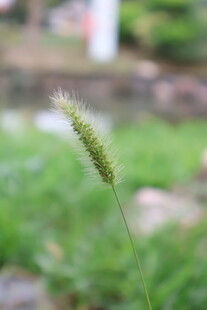 狗尾巴草
