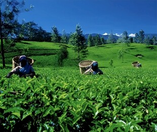 茶叶采摘