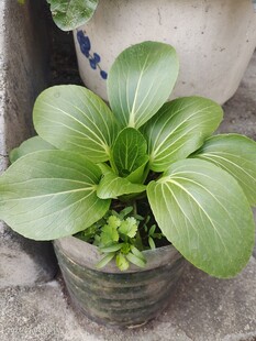 盆栽白菜