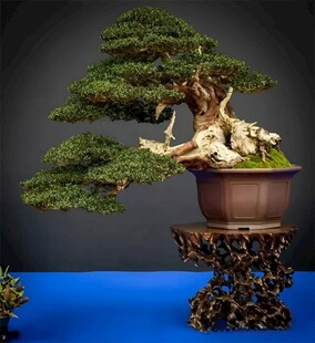 盆景