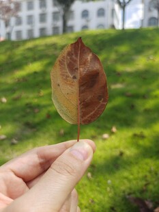 一片树叶