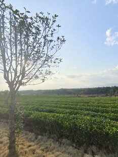 茶园风景
