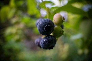 蓝莓