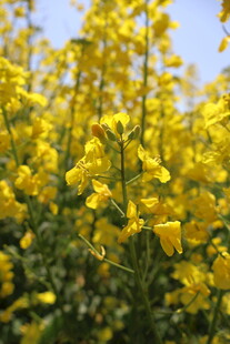 油菜花