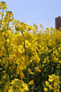 油菜花