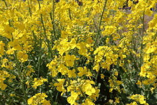 油菜花