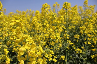 油菜花