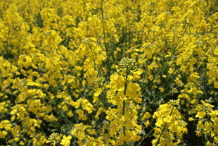 油菜花