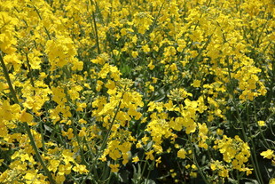 油菜花