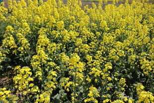 油菜花