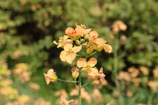 油菜花