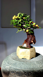 盆景