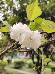 白色重瓣樱花