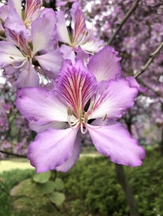 柳州紫荆花