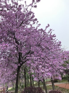 柳州紫荆花
