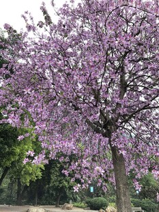 柳州紫荆花