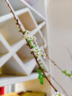 枝头绽放的素雅小花